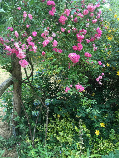 Rosen