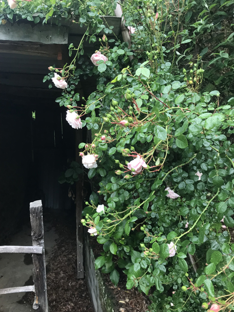Rose am Hochsitz