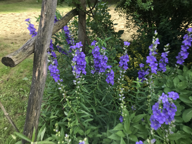 Glockenblumen