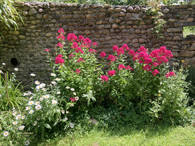 Phlox