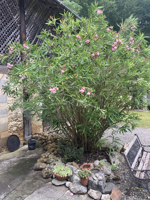 Oleander